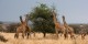 Tanzanie - 2010-09 - 227 - Serengeti - Girafes